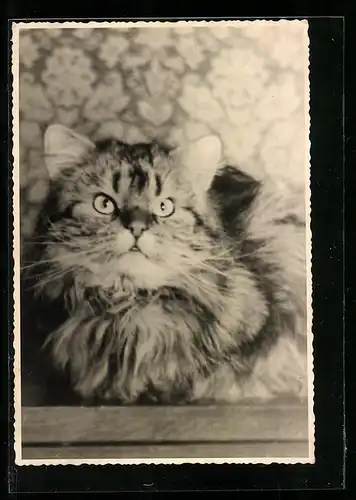 Foto-AK Langhaarige Katze vor einer Tapete