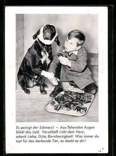 AK Berlin, Hund mit Verband, Knabe, Wurststücke, Tierschutzverein