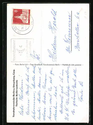 AK Berlin, Hund mit Verband, Knabe, Wurststücke, Tierschutzverein