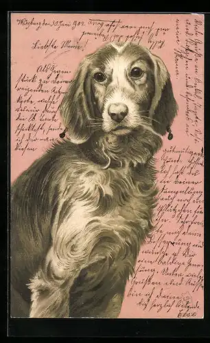 AK Jagdhund mit aufmerksamem Blick