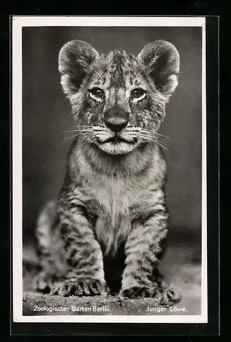 Foto-AK Berlin, junger Löwe aus dem Zoologischen Garten
