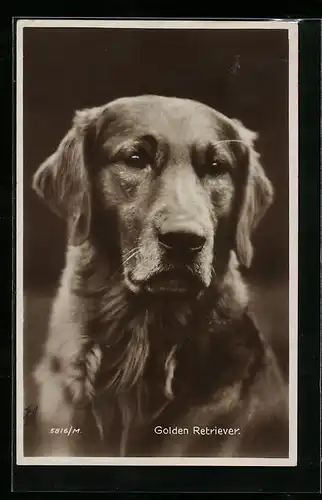 AK Golden Retriever, Portrait