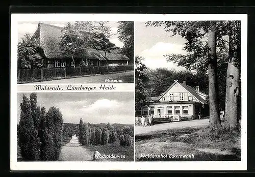 AK Walsrode /Lüneburger Heide, Waldgasthof Eckernworth, Museum, Wacholderweg