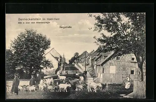 AK Benneckenstein, Ziegen in der Bergstrasse