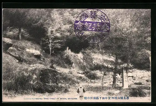 AK Miyajima, Gosho-No-Matsu (Pine-Tree) at Misen