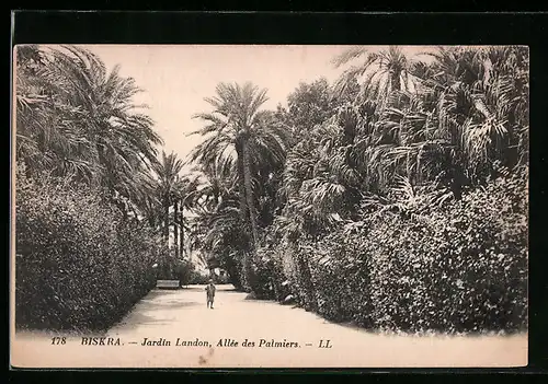 AK Biskra, Jardin Landon, Allée des Palmiers