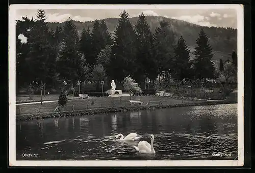 AK Oberkirch, Stadtgarten mit Teich und Schwanenpaar