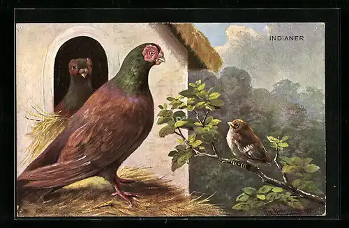 Künstler-AK August Müller - München: Taubenpaar am Vogelhaus und vorwitziger Sperling