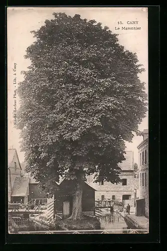 AK Cany, La Maronnier