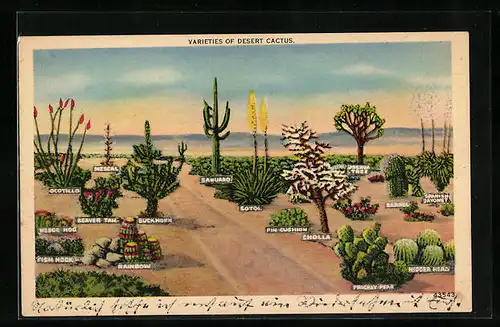 AK Varieties aof Desert Cactus, Mescal, Sotol, Pin Cushion, Kakteen