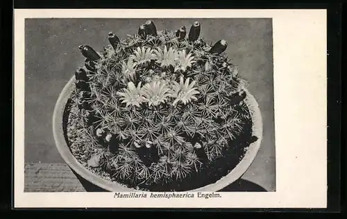 AK Blühender Kaktus, Mamillaria hemisphaerica Engelm