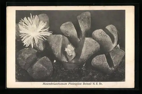 AK Mesembrianthemum Pleiospilos Bolusii