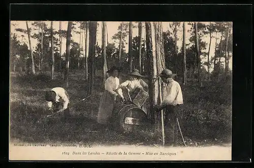 AK Landes, Recotte de la Gemme, Mise en Barriques, Forstwirtschaft