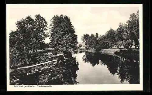 AK Bad Mergentheim, Tauberpartie