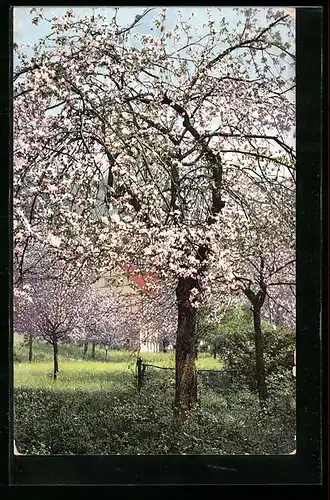 Künstler-AK Photochromie Nr. 1578: Blick auf Kirschblüten