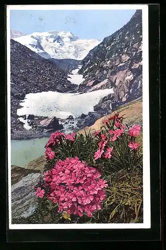 Künstler-AK Photochromie Nr. 1502: Dianthus glacialis, Gletschernelke