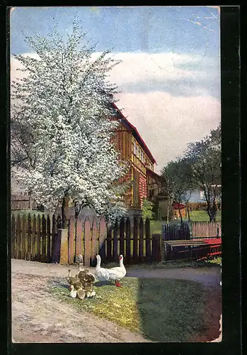 Künstler-AK Photochromie Nr. 3409: Gänse vor einem blühenden Baum