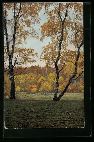 Künstler-AK Photochromie Nr. 2872: Im Birkenwäldchen