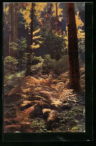 Künstler-AK Photochromie Nr. 4031: Farne im Wald