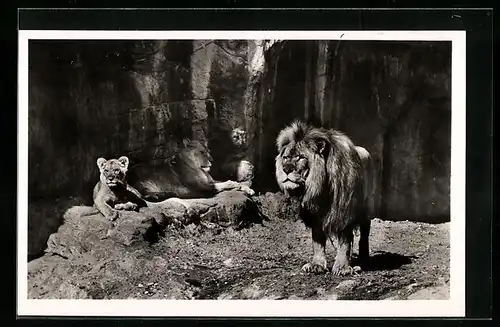 AK Hamburg-Stellingen, Carl Hagenbecks Tierpark, Löwenschlucht