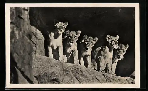 AK Hamburg, Hagenbeck`s Tierpark, Löwinnen in der Löwenschlucht