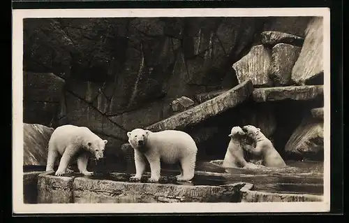 AK Hamburg-Stellingen, Carl Hagenbecks Tierpark, Eisbären