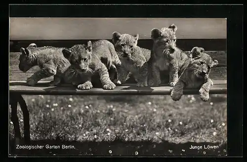 AK Berlin, Zoologischer Garten, Junge Löwen