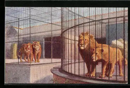 AK London, Zoological Gardens, Lions and Tigers