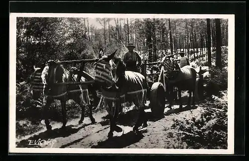 AK Pferdegespann transportiert geschlagenes Holz aus dem Wald, Rückepferde