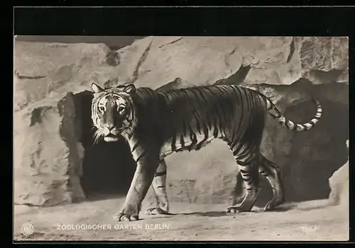 AK Tiger im Berliner Zoo