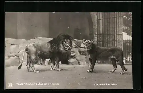 AK Berlin, Zoologischer Garten, Abessinische Löwen