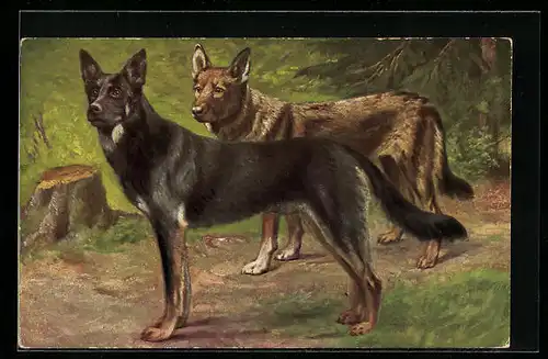 Künstler-AK Zwei aufmerksame Schäferhunde im Wald