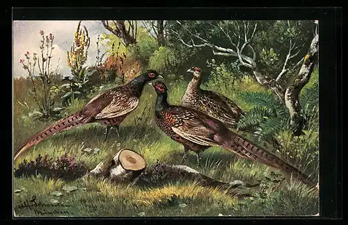 Künstler-AK Alfred Schönian: Unter uns - Fasane auf der Lichtung