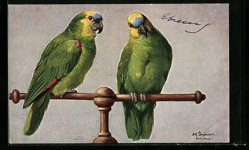Künstler-AK Alfred Schönian: Gelbkopfamazonen auf ihrer Sitzstange