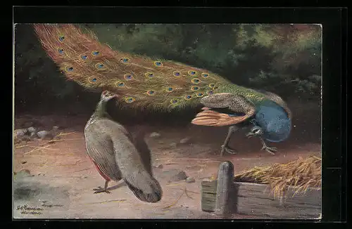 Künstler-AK Alfred Schönian: Pfauen auf der Balz