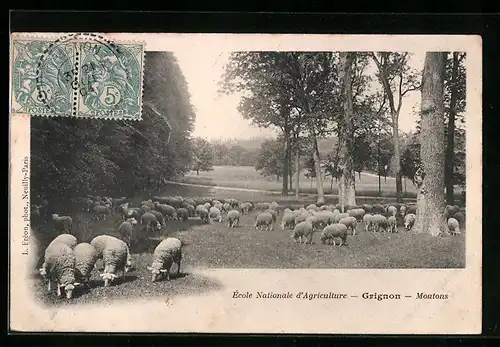 AK Grignon, École Nationale d`Agriculture, Moutons