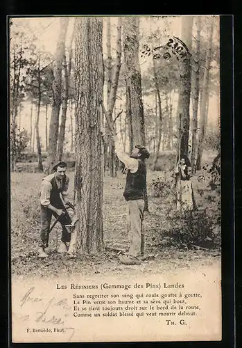 AK Les Résinnier Landes, Gemmage des Pins, Forstwirtschaft