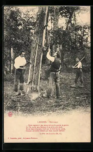 AK Landes, Résiniers, Forstwirtschaft
