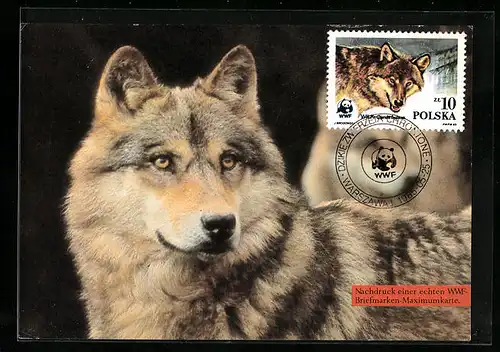 Maximum-AK Polska, WWf-Tierkollektion, Wunderschöner Wolf mit treuem Blick