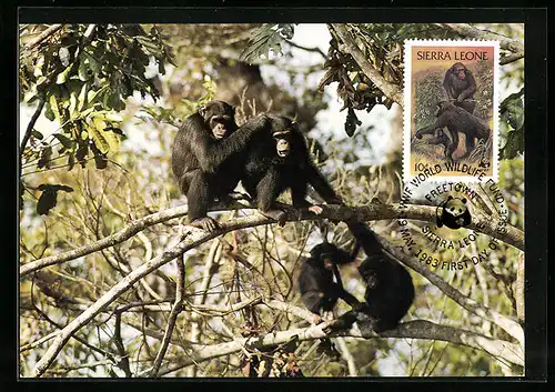 Maximum-AK Sierra Leone, Schimpansenfamilie auf einem Baum