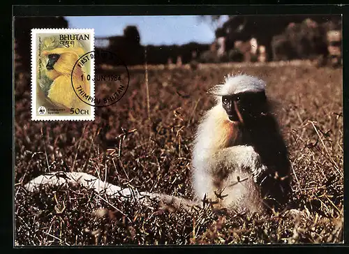 Maximum-AK Bhutan, Ein Goldlangur mit schüchternem Blick