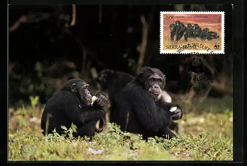 Maximum-AK Sierra-Leone, Gorillas geniessen ihre Mahlzeit