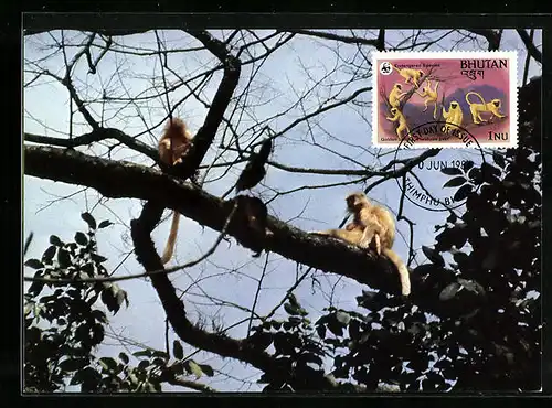 Maximum-AK Bhutan, Goldlangure auf einem Baum