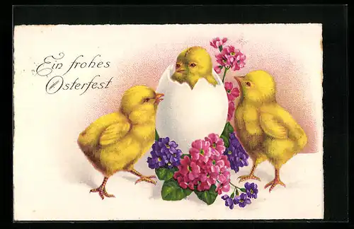 AK Osterküken betrachten neugierig das frisch geschlüpfte Küken, Ein frohes Osterfest