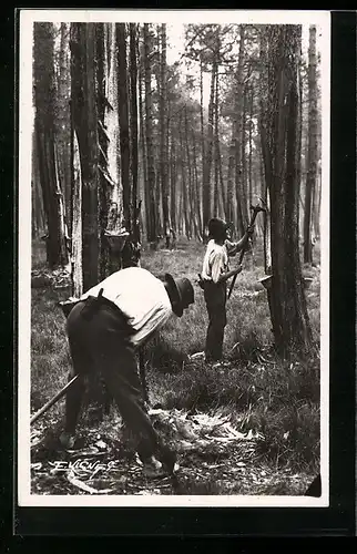 AK Gemmeurs faisant l'entaille, Holzfäller im Wald