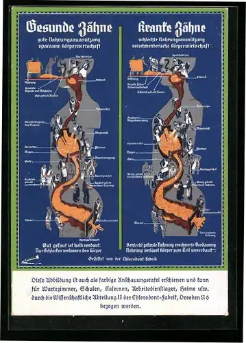 AK Gesunde Zähne im Vergleich zu kranken Zähnen, Zahnarzt