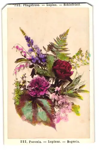 Fotografie F. Friedrich, Prag, Pfingstrose, Lupine und Schiefblatt, Paeonia, Lupinus, Begonia