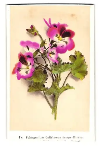 Fotografie F. Friedrich, Prag, Pelargonium Calistemon semperflorens