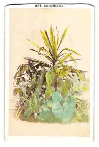 Fotografie F. Friedrich, Prag, Blattpflanzen, Botanik