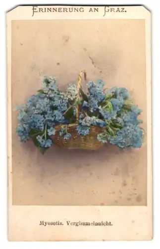 Fotografie Joseph Bergmann, Wien, Botanik Myosotis, Vergissmeinnicht